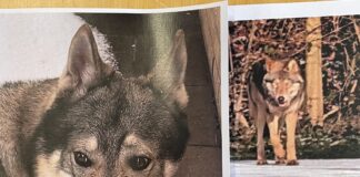 Naturvejleder gør status efter ulve-weekend i Fredericia: Ulv bekræftet – men også forveksling med hund